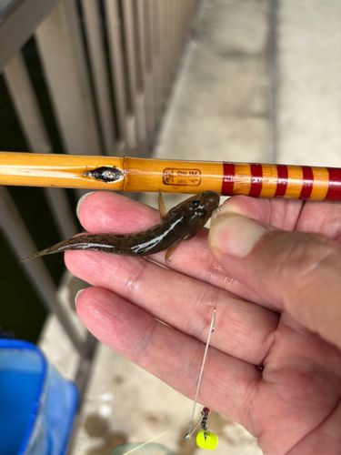 マハゼの釣果