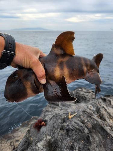 ネコザメの釣果