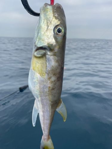 フグの釣果