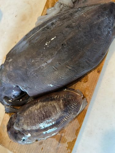 コウイカの釣果