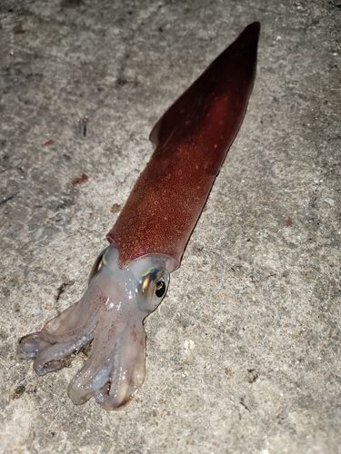 ヤリイカの釣果