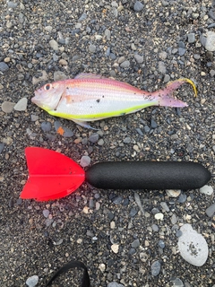イトヨリダイの釣果