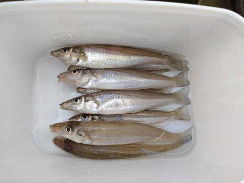 キスの釣果