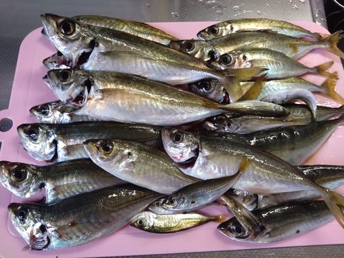 マアジの釣果