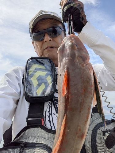 ホウボウの釣果