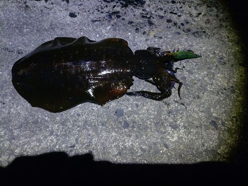 アオリイカの釣果