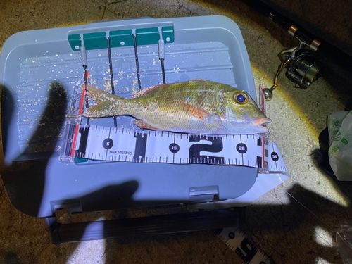 イソフエフキの釣果