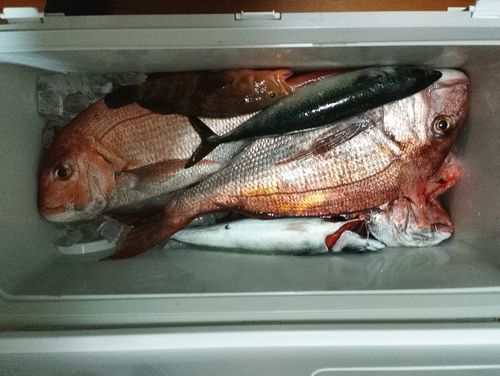 マダイの釣果