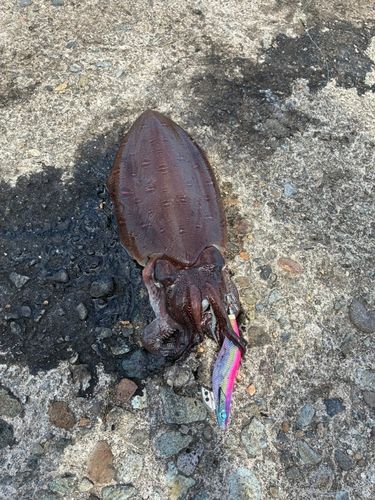モンゴウイカの釣果