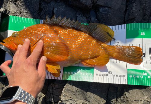 アコウの釣果