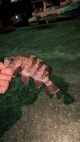 メバルの釣果