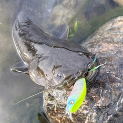 ナマズの釣果
