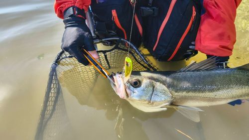 シーバスの釣果