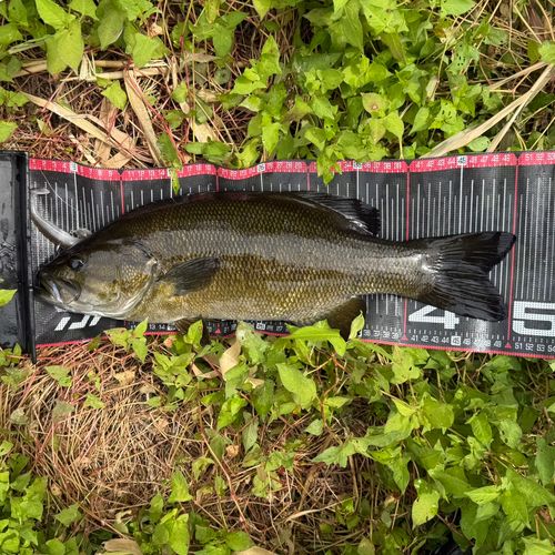 スモールマウスバスの釣果