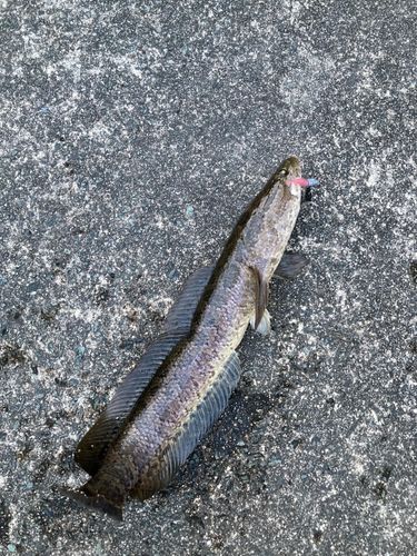 ライギョの釣果