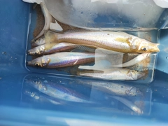 シロギスの釣果