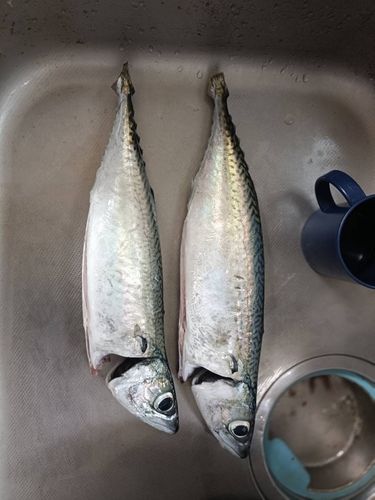 サバの釣果