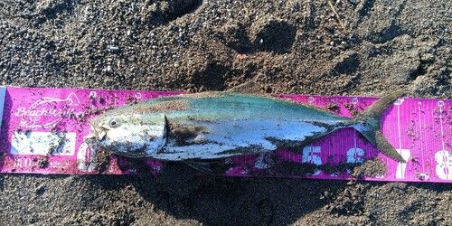 ワラサの釣果