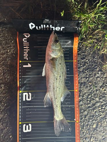 セイゴ（マルスズキ）の釣果