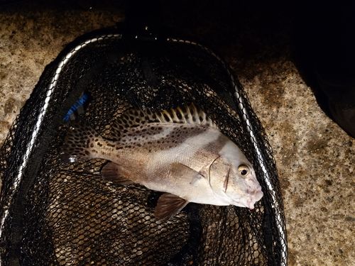 コショウダイの釣果