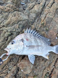 キビレの釣果