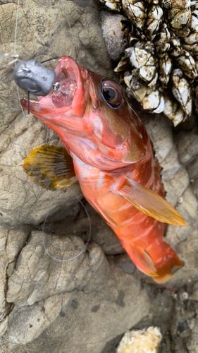 アカハタの釣果