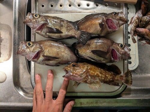 メバルの釣果