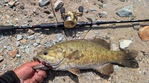 スモールマウスバスの釣果