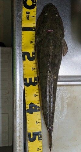 マゴチの釣果