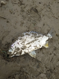 キビレの釣果