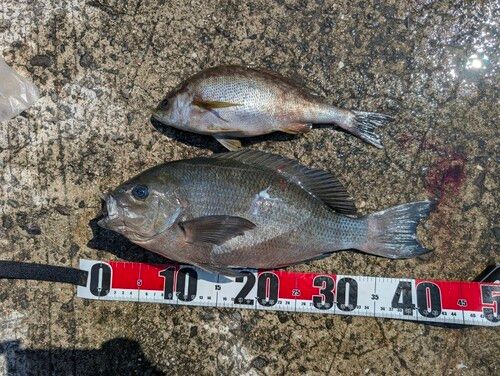 グレの釣果