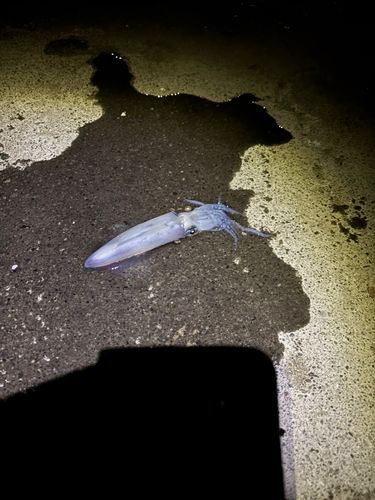 マメイカの釣果