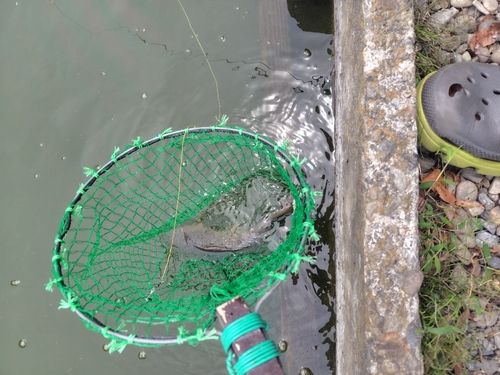 コイの釣果