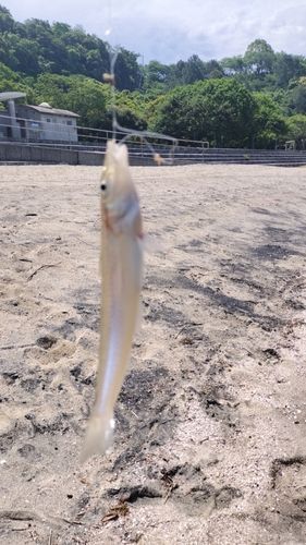 キスの釣果