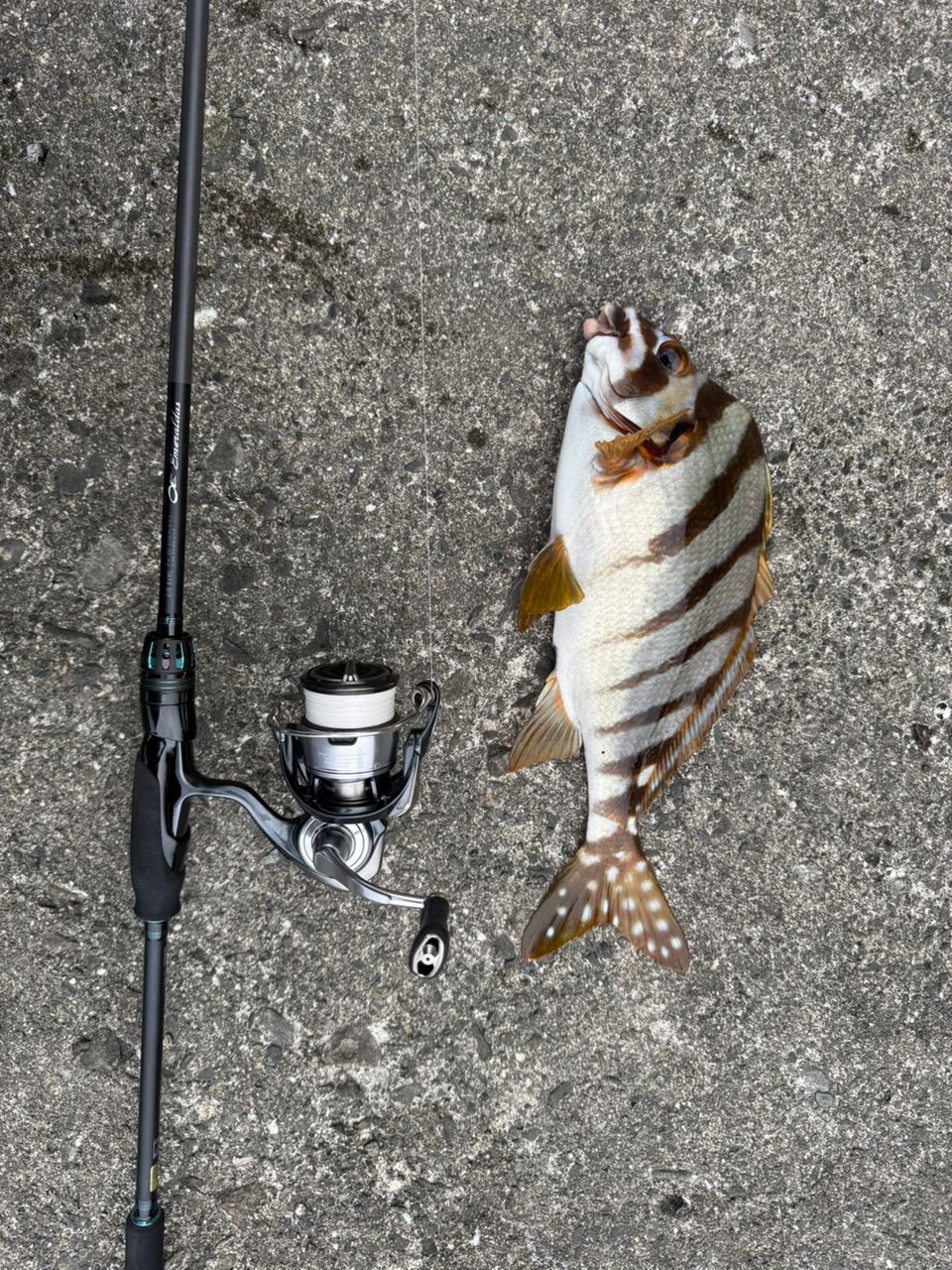 DAIWA 20エメラルダス AIR AGS 86MLの最安値・インプレ・釣果 | 本音の
