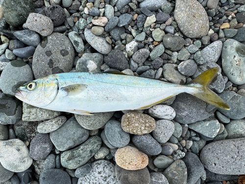 ワカシの釣果