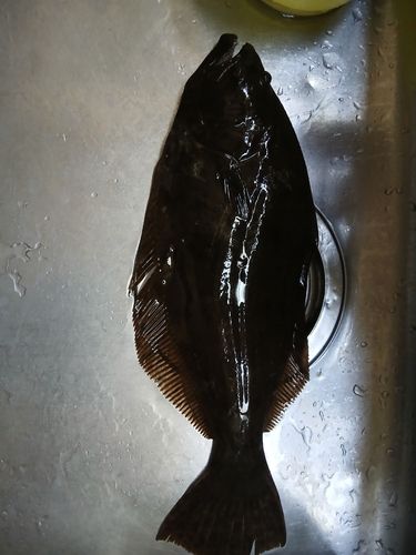 ヒラメの釣果