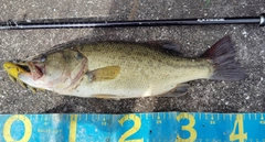 ブラックバスの釣果