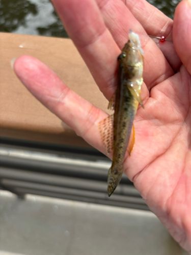 マハゼの釣果