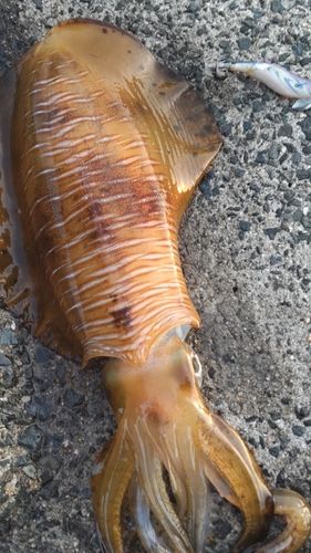 アオリイカの釣果
