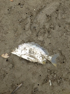 キビレの釣果