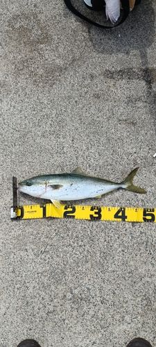 イナダの釣果