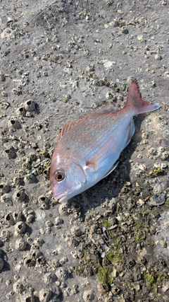 タイの釣果