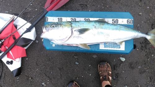 ブリの釣果