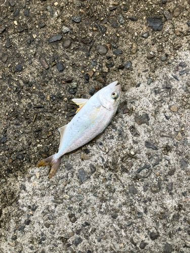 ショゴの釣果