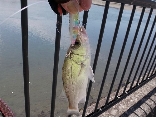 セイゴ（ヒラスズキ）の釣果