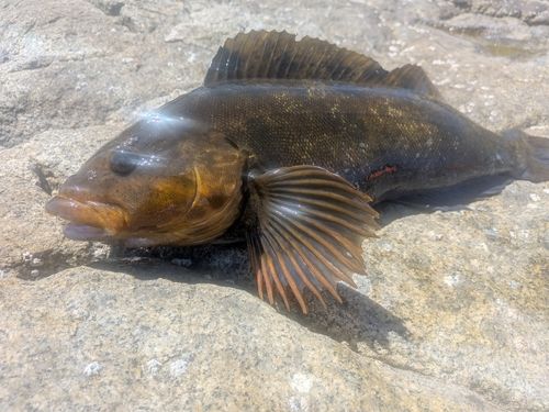 アイナメの釣果