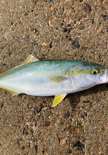 コゾクラの釣果