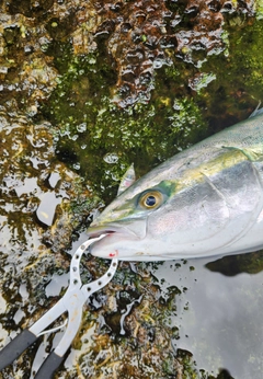 ワラサの釣果