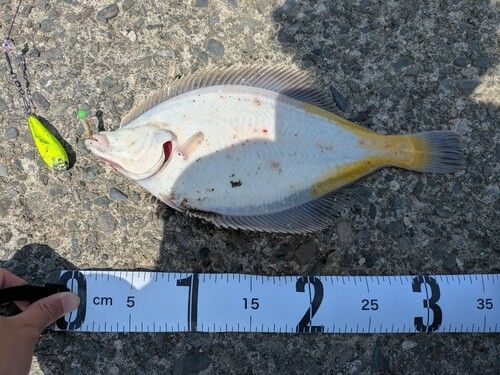 マガレイの釣果